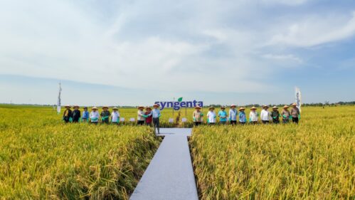 Syngenta Indonesia Gelar Festival Panen Raya Komunitas 10 Ton