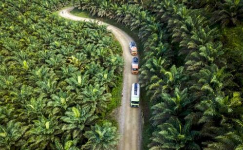 Sawit Indonesia Expo 2026, Tampilkan Alat Berat, Benih Sawit Sampai Teknologi AI perkebunan sawit
