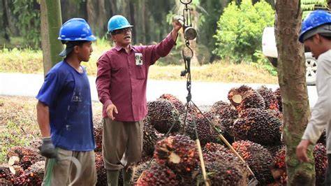 PSR jadi Kunci Peningkatan Produktivitas Sawit Nasional