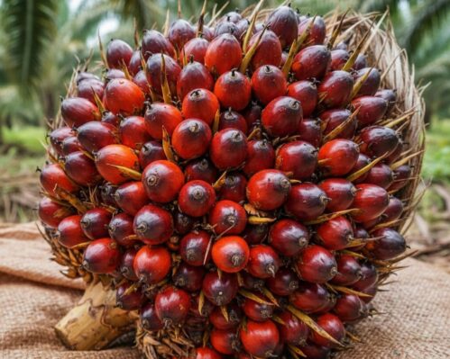 PTPN IV PalmCo Raup Laba Bersih Rp3,23 Triliun pada Semester I 2026